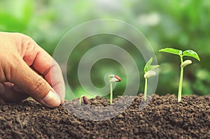 Mano plantando semilla en suelo planta creciente paso 