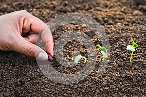 hand planting seeding growing step in garden