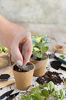 Hand planting seeds in biodegradable pots near garden tools. Indoor gardening, germinating herb seeds