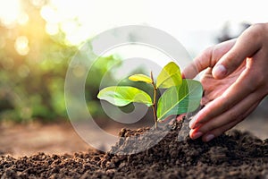 hand planting a small tree in the garden with sunset, green earth concept