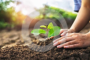 hand planting a small tree in the garden with sunset, green earth concept