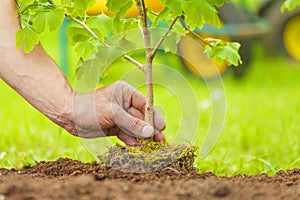Hand Planting Small Tree with roots in a garden