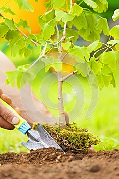 Hand Planting Small Tree with roots in a garden on green background