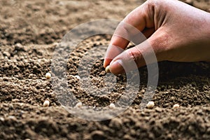 hand planting soy seed in the vegetable garden. agriculture concept