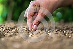 hand planting soy seed in the vegetable garden. agriculture concept