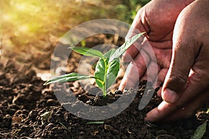 hand planting sprout in soil photo