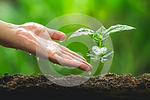 Hand Planting tree Care Coffee tree In the natural background