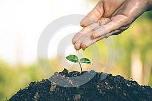 Hand for Planting trees back to the forest.