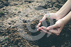 Hand for planting trees back to the forest.