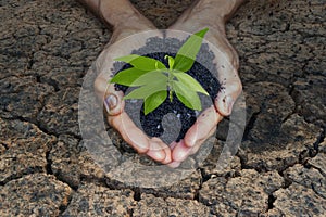 Hand for planting trees back to the forest, Creating awareness for love. Global warming