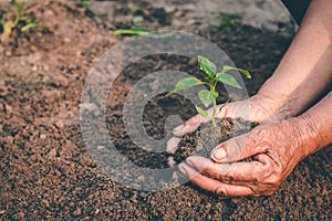 Hand for planting trees back to the forest, Creating awareness for love wild, Wild plant concept