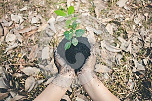 Hand for planting trees back to the forest, Creating awareness for love wild, Wild plant concept