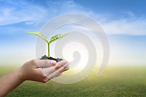 Hand planting trees and blurred green nature background for sustainability.