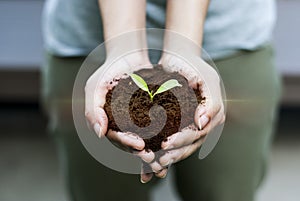The hand that is planting trees to grow Help the world, environmental problems, protect nature The concept of world love