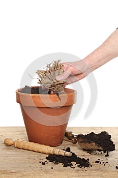 Hand planting a tuber photo