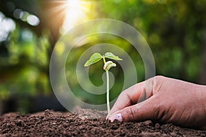 hand planting young tree in garden