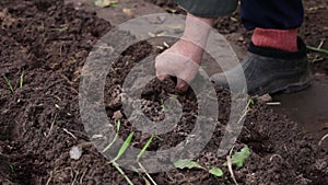 The hand plants onion seedlings in the soil