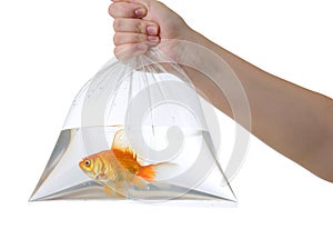 Hand and plastic bag with golden fish on white