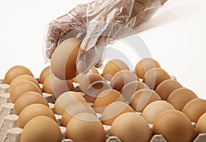 Hand in plastic gloves picking up one fresh chicken egg from paper tray on white background