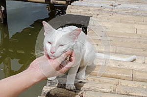 hand playing with white cat