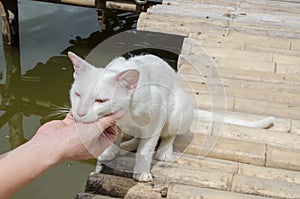 hand playing with white cat