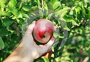 hand pluck red fruit Apple fruit ripens in Sunny garden