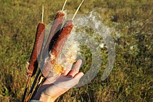 Hand plucking out cottony fluff of a cattail