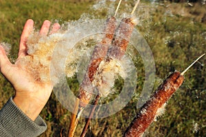 Hand plucking out cottony fluff of a cattail