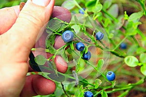 Hand plucking ripe berries of bilberry. Harvesting whortleberries