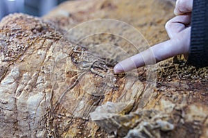 Hand pointing Cloudina Carinata, early metazoan worn-shaped