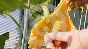 Hand pollinating female butternut squash bloom by rubbing pollen from a male stamen on the female carpels