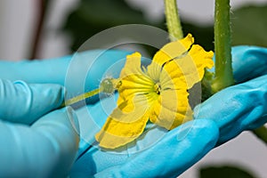 Hand pollination is the manual transfer of pollen a male flower to a the pistil female flower