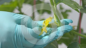 Hand pollination is the manual transfer of pollen a male flower to a the pistil female flower