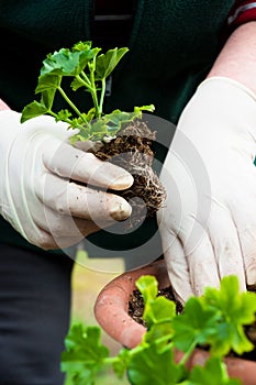 Hand potting young green plant