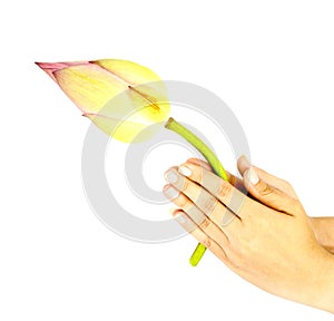 Hand praying bud of lotus for worship