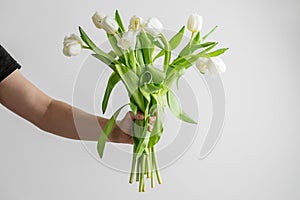 Hand Presenting a Bouquet of White Tulips. Copy space