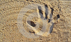 Hand Print on Beach Sand photo