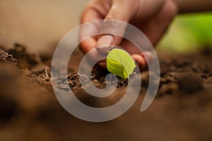 Hand of professional farmer checking vegetable leaf