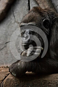 Hand props his head. Monkey anthropoid gorilla female. a symbol of brooding rationality and heavy thoughts