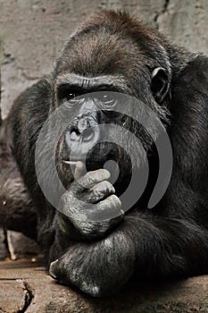 Hand props his head. Monkey anthropoid gorilla female. a symbol of brooding rationality and heavy thoughts