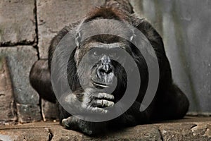 Hand props his head. Monkey anthropoid gorilla female. a symbol of brooding rationality and heavy thoughts