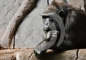 Hand props his head. Monkey anthropoid gorilla female. a symbol of brooding rationality and heavy thoughts