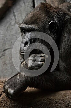 Hand props his head. Monkey anthropoid gorilla female. a symbol of brooding rationality and heavy thoughts
