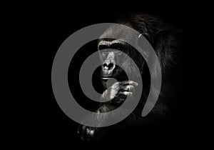 Hand props his head. Monkey anthropoid gorilla female. a symbol of brooding rationality and heavy thoughts. isolated black