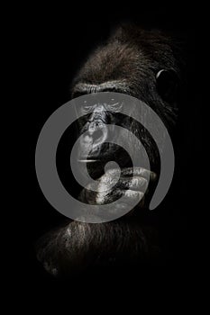 Hand props his head. Monkey anthropoid gorilla female. a symbol of brooding rationality and heavy thoughts. isolated black