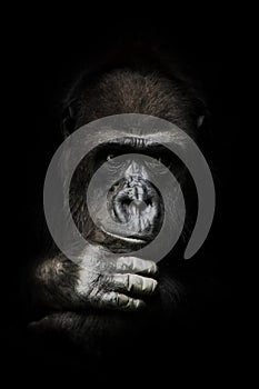 Hand props his head. Monkey anthropoid gorilla female. a symbol of brooding rationality and heavy thoughts. isolated black