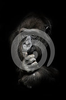 Hand props his head. Monkey anthropoid gorilla female. a symbol of brooding rationality and heavy thoughts. isolated black