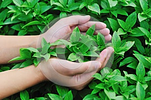 Hand protect basil plant