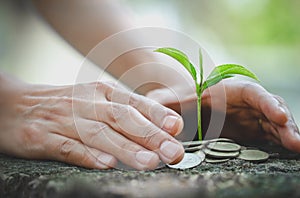 Hand protect money stack with plant growing on coins. saving money coins, Hands that are taking care of trees on coins, concept