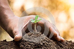 A hand protecting plant growing on soil for sustainability.